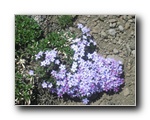 2006-06-25 Granite (42) flowers